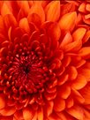 ابوالفضل عزتی(کارآموز)